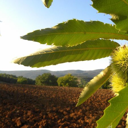 Agriristoro Podere S. Andrea Massa Marittima Eksteriør billede