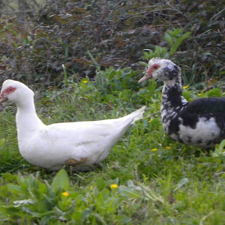 Agriristoro Podere S. Andrea Massa Marittima Eksteriør billede