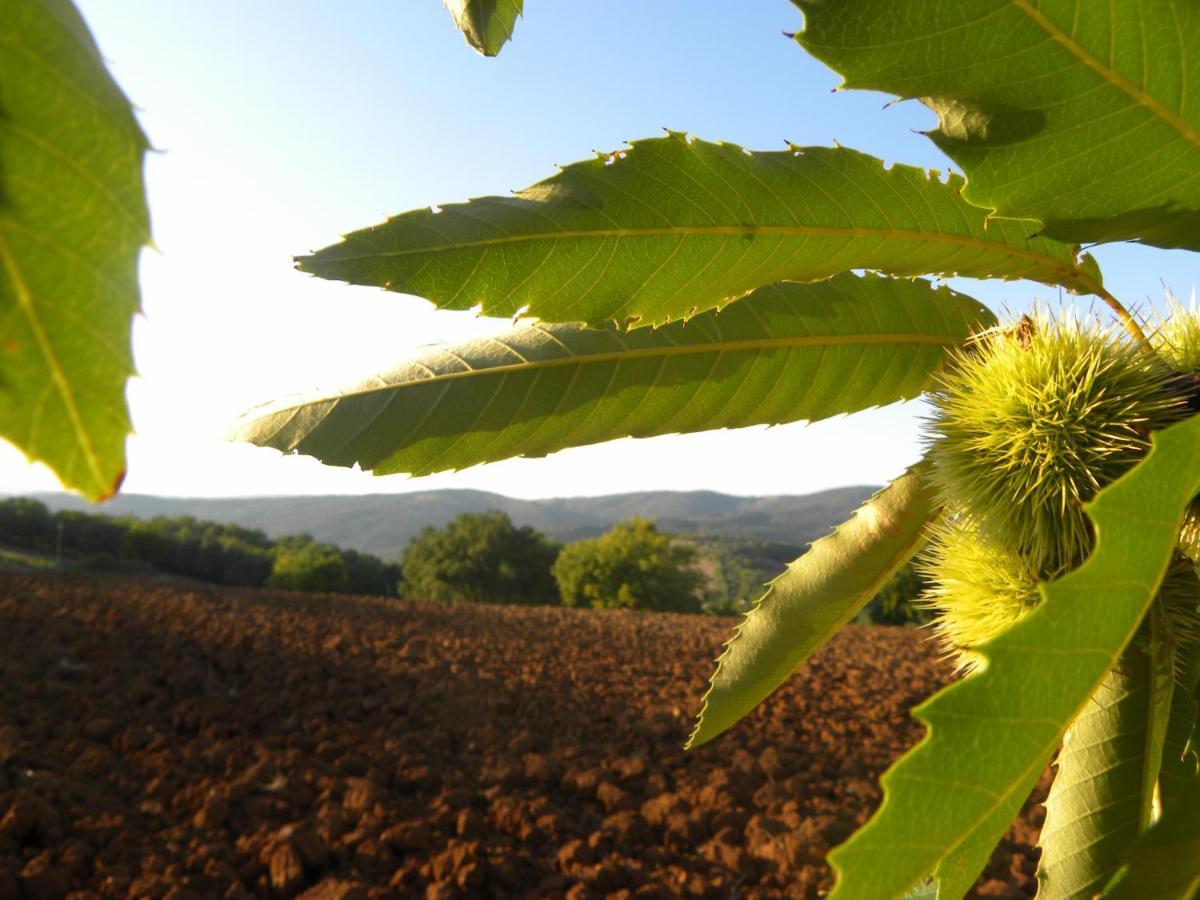 Agriristoro Podere S. Andrea Massa Marittima Eksteriør billede