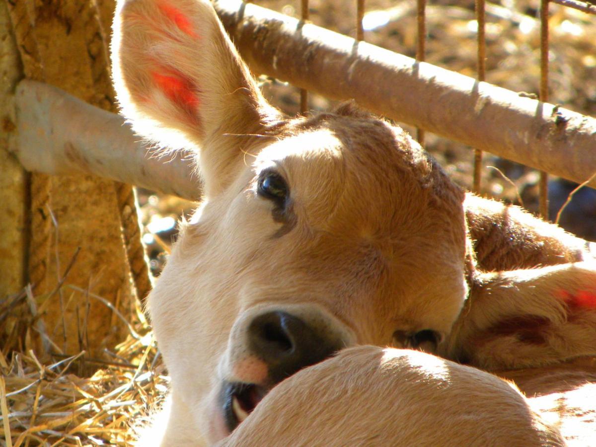 Agriristoro Podere S. Andrea Massa Marittima Eksteriør billede